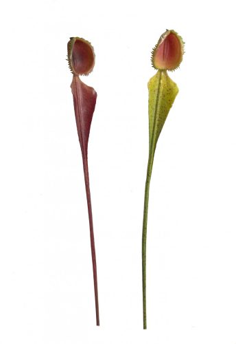 505094 ARTIFICIAL CARNIVOROUS PLANT, SINGLE STEM DIONAEA MUSCIPULA RED BURGUNDY