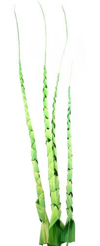 508112 DECORATION TROPICAL LEAVE, SPIRAL SHAPED, SET OF 4, LIME