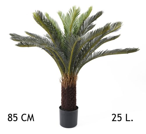 CYCAS PÁLMA 25LEV.     85CM