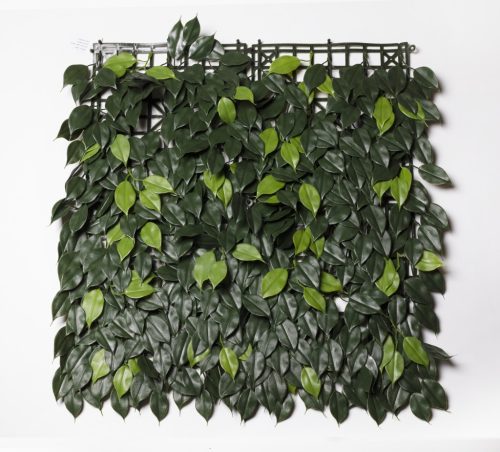 ZÖLDFAL FICUS    ZÖ.UV50*50