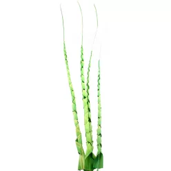 DEKOR TRÓPUSI LEVÉL, SPIRÁL ALAKÚ, 4 DARABOS, LIME