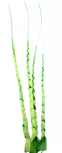 DEKOR TRÓPUSI LEVÉL, SPIRÁL ALAKÚ, 4 DARABOS, LIME