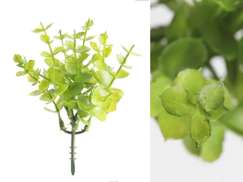 MŰVIRÁG, PICK, EUCALYPTUS, ZÖLD
