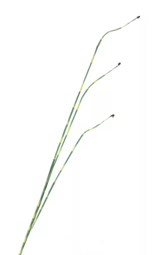 MŰNÖVÉNY NÁDSZÁL - SHUI WEI ZHU