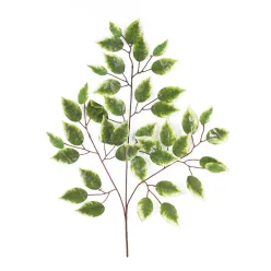 FAÁG FICUS  3 ÁG 42 LEVÉL