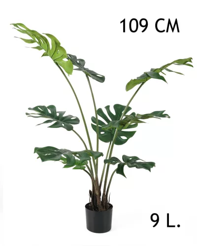 FILODENDRON, 9 LEVÉLLEL, CSERÉPBEN
