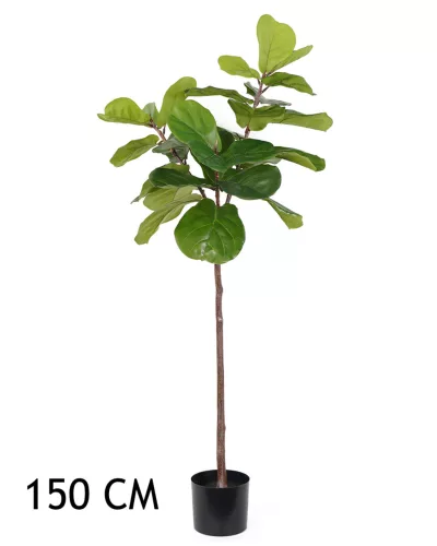 FIKUSZ LANTLEVELŰ ZÖLD  150CM