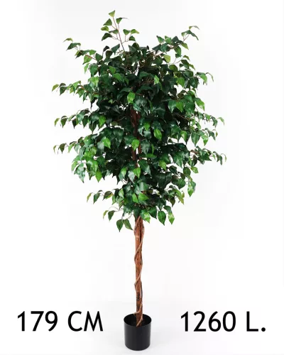 FIKUSZFA, 1260 LEVÉLLEL, CSERÉPBEN, ZÖLD