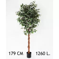 FA FIKUSZ, 1260 DARAB LEVÉL, ZÖLD/FEHÉR
