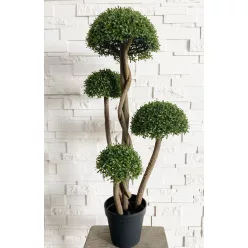 MŰNÖVÉNY, BUXUS CSERJE, 5 FEJ, CSERÉPPEL, UV-ÁLLÓ