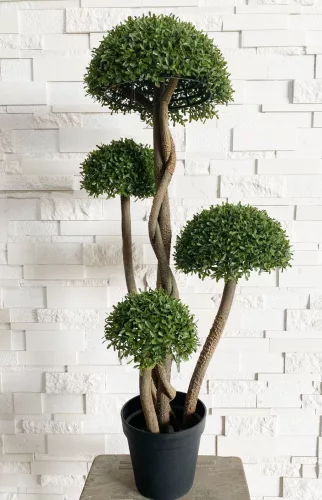MŰNÖVÉNY, BUXUS CSERJE, 5 FEJ, CSERÉPPEL, UV-ÁLLÓ
