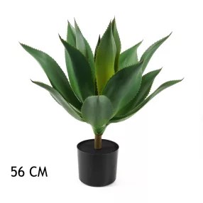 AGÁVÉ ZÖLD     56CM